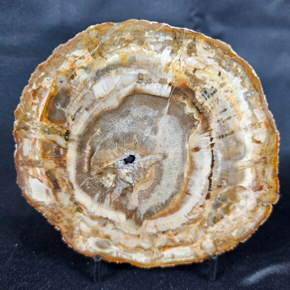Large druzy center Petrified wood slab with metal stand - Picture 1 of 6